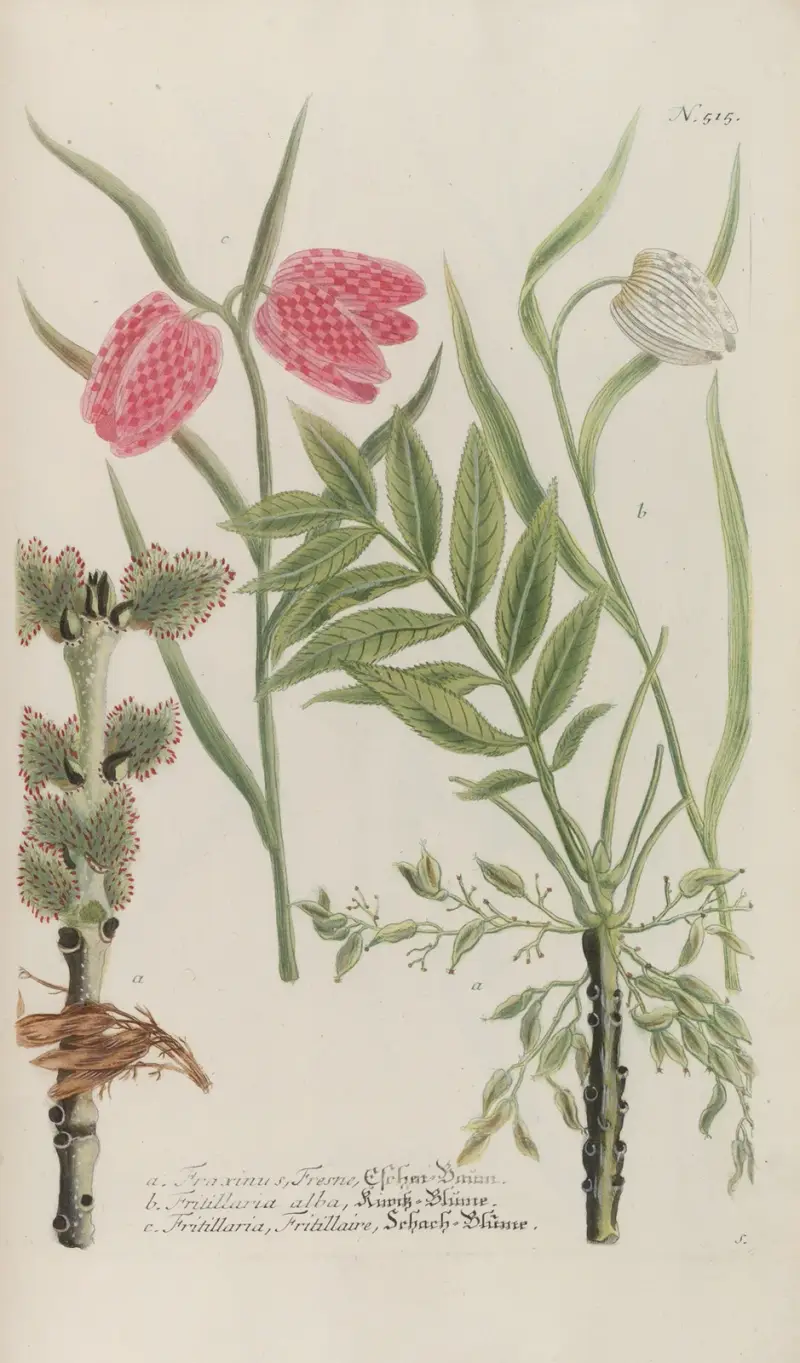 Phytanthoza iconographia Pl.238 av Johann Wilhelm Weinmann