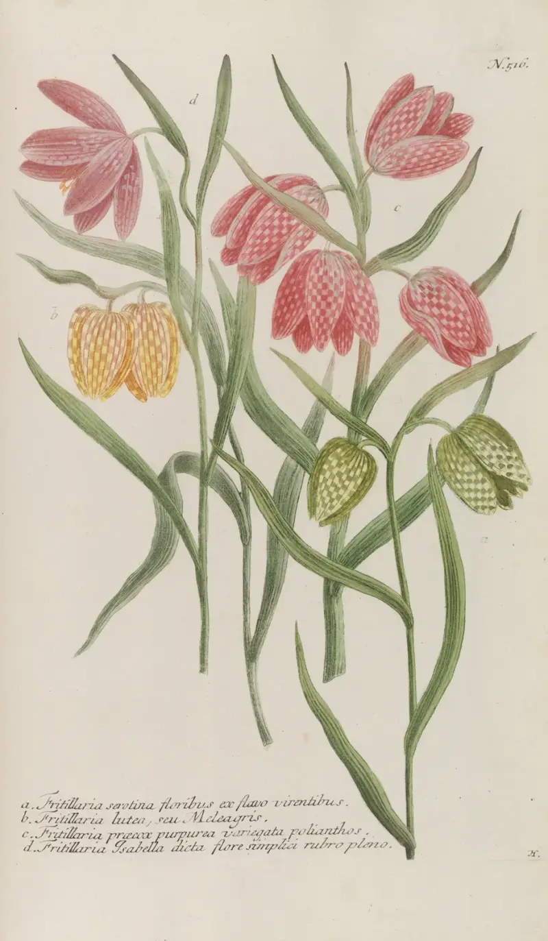 Phytanthoza iconographia Pl.239 av Johann Wilhelm Weinmann