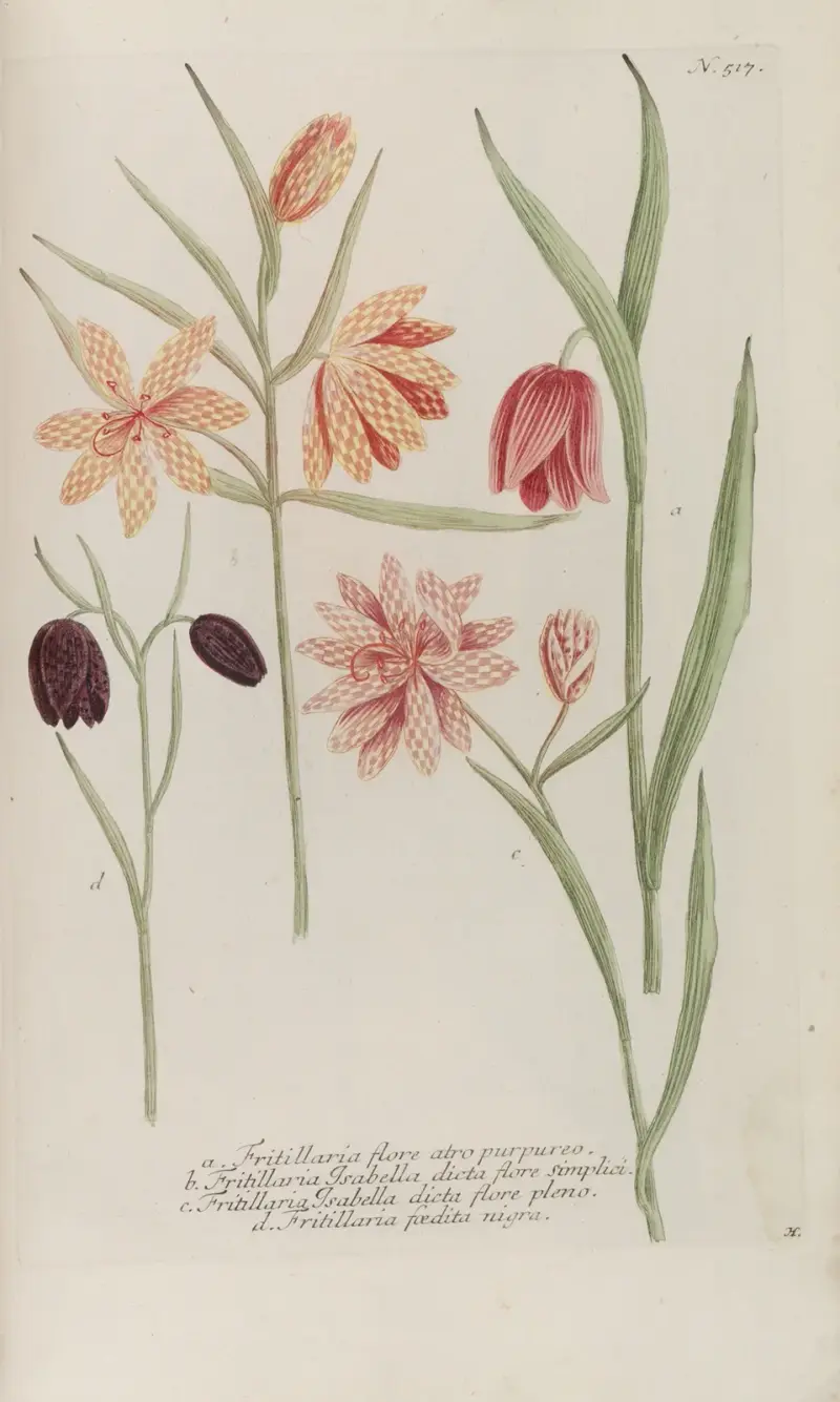 Phytanthoza iconographia Pl.240 av Johann Wilhelm Weinmann