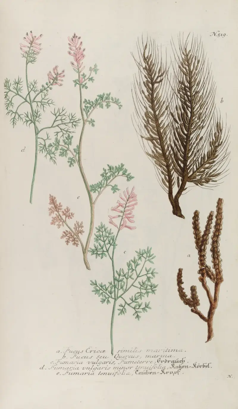 Phytanthoza iconographia Pl.242 av Johann Wilhelm Weinmann