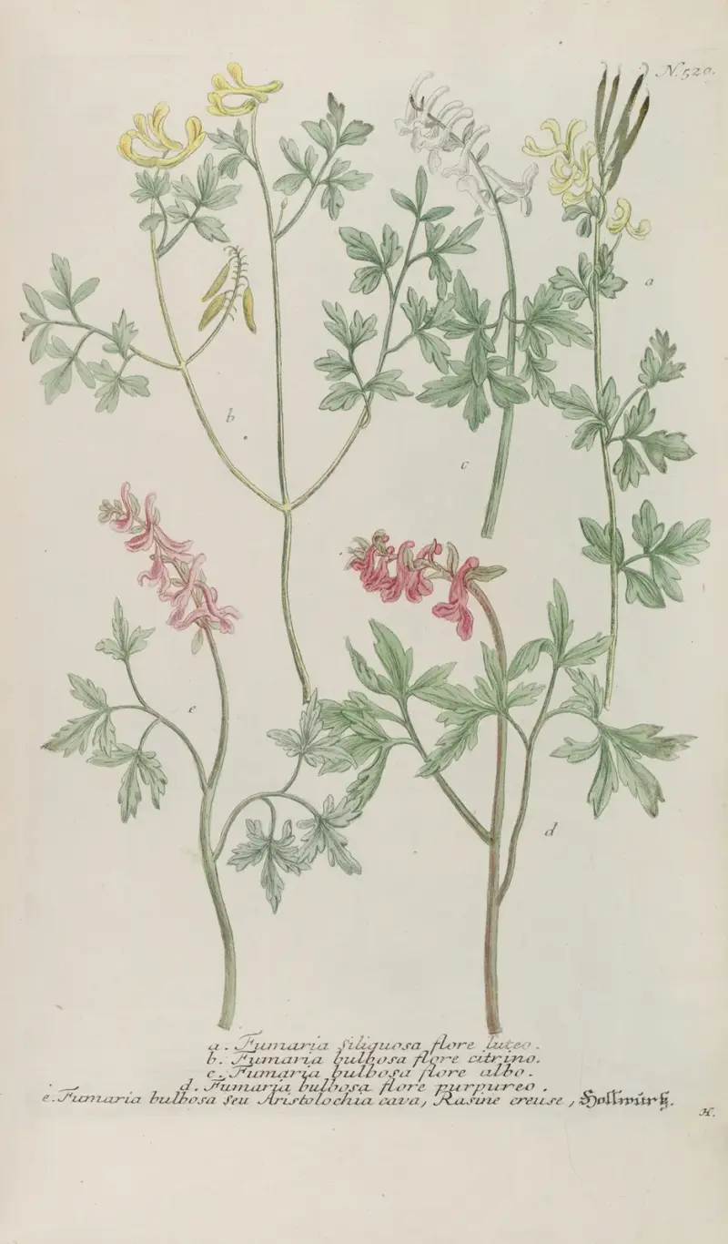 Phytanthoza iconographia Pl.243 av Johann Wilhelm Weinmann