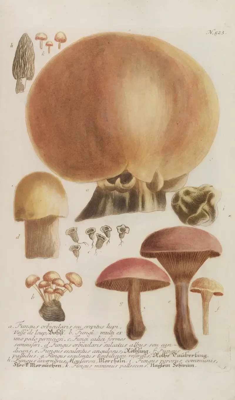 Phytanthoza iconographia Pl.246 av Johann Wilhelm Weinmann