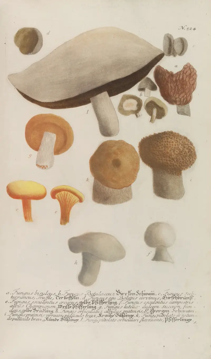 Phytanthoza iconographia Pl.247 av Johann Wilhelm Weinmann