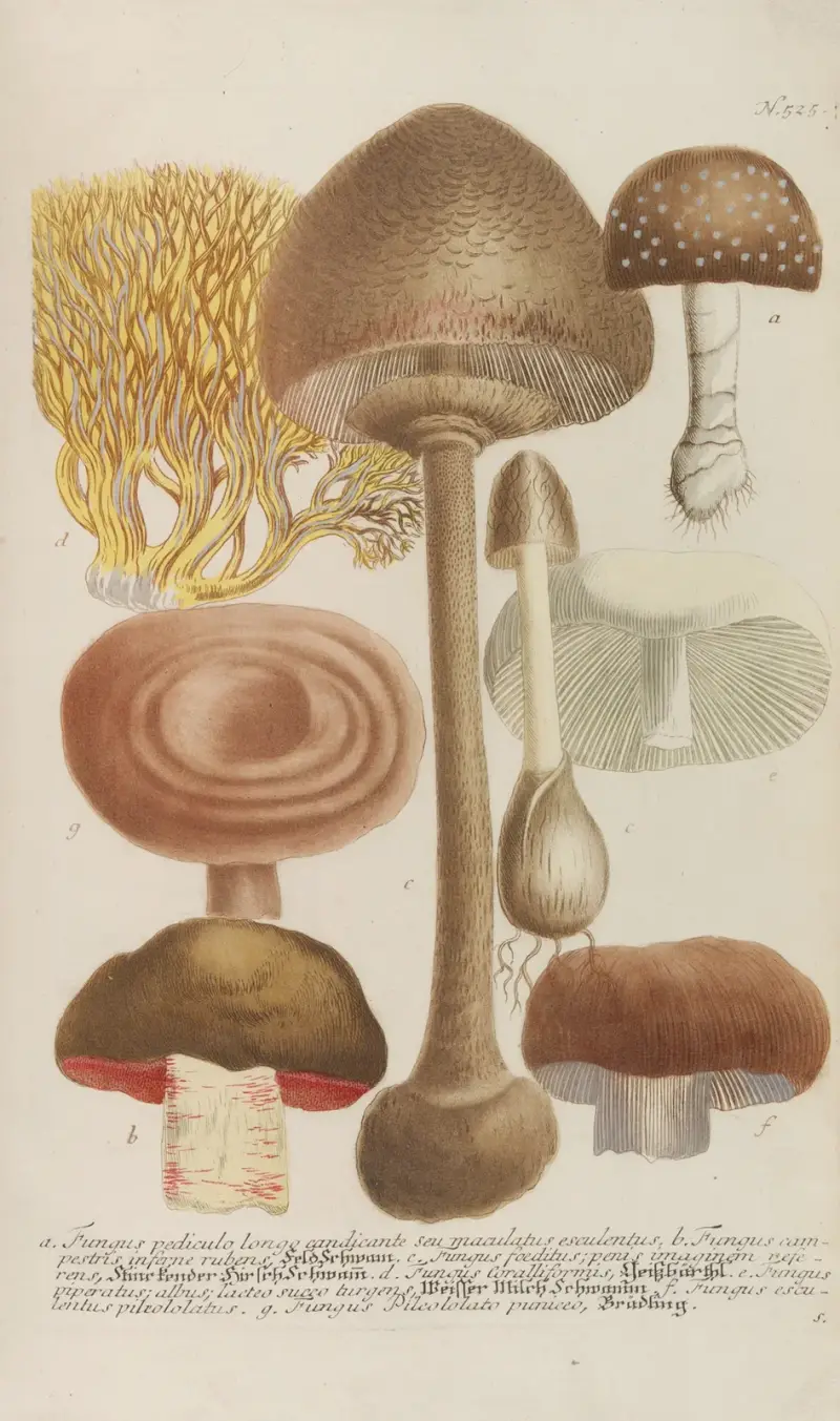 Phytanthoza iconographia Pl.248 av Johann Wilhelm Weinmann