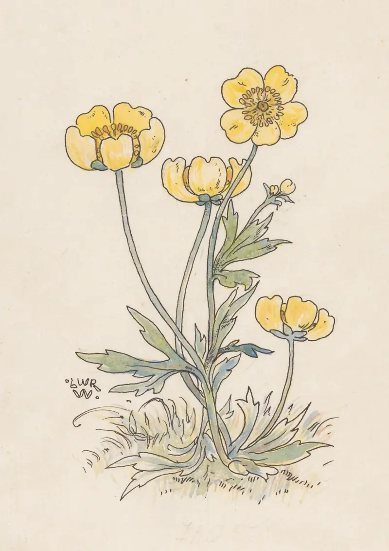 Smörblommor av Willem Wenckebach