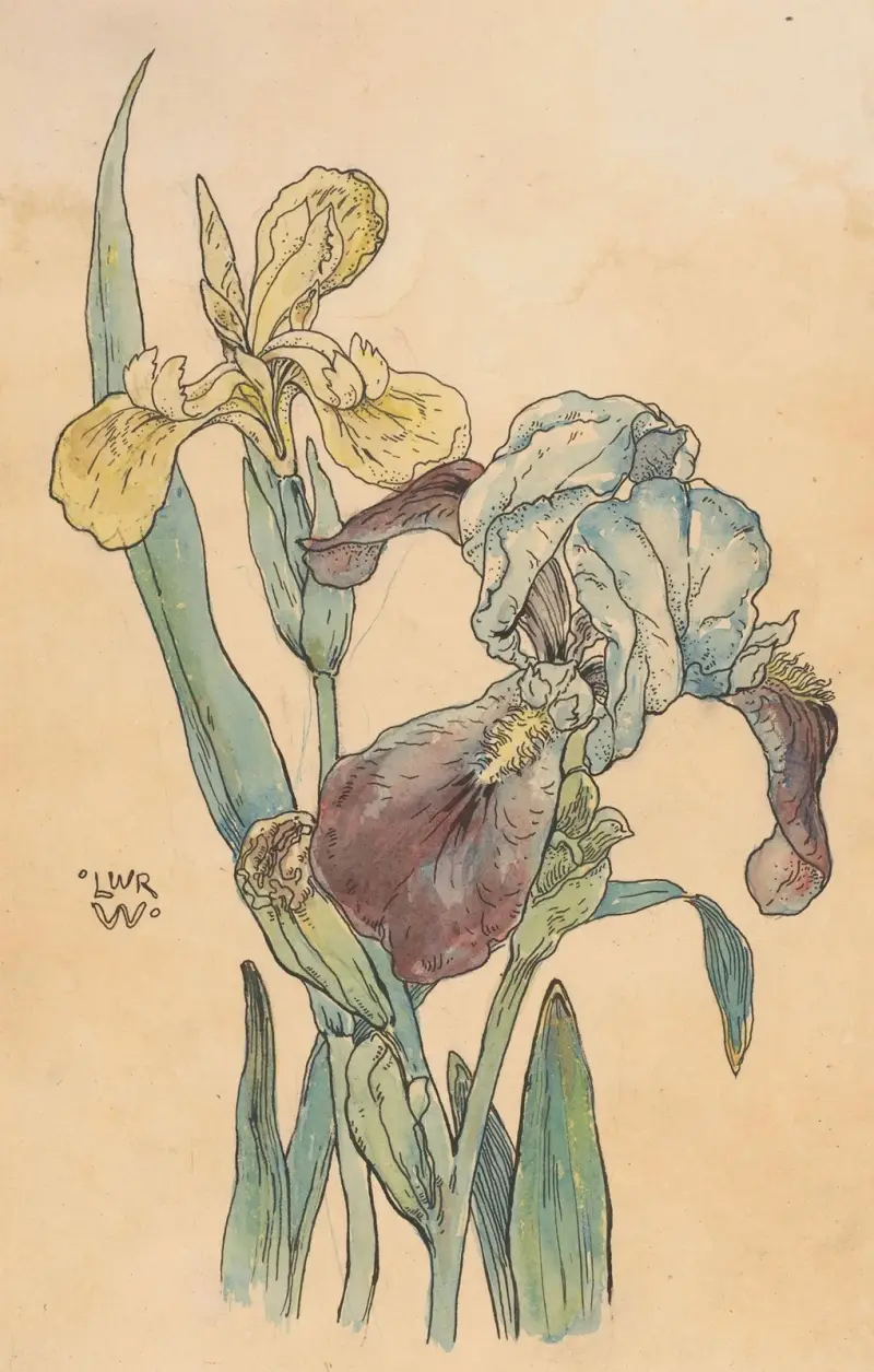 Iris, Willem Wenckebach