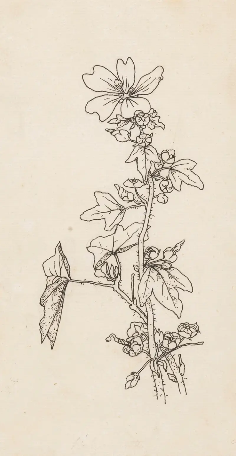 Ślaz, Willem Wenckebach