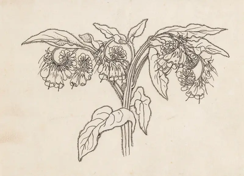 Smeerwortel av Willem Wenckebach
