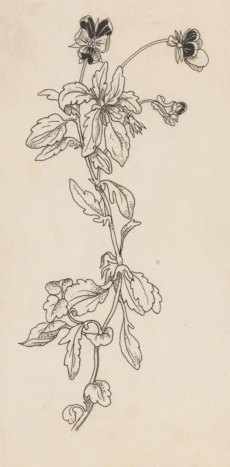 Viol av Willem Wenckebach