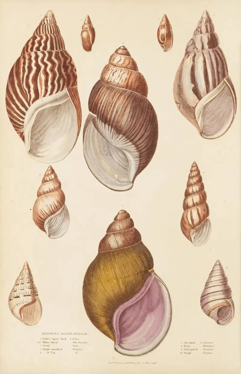 Achatové mušle, William MacGillivray