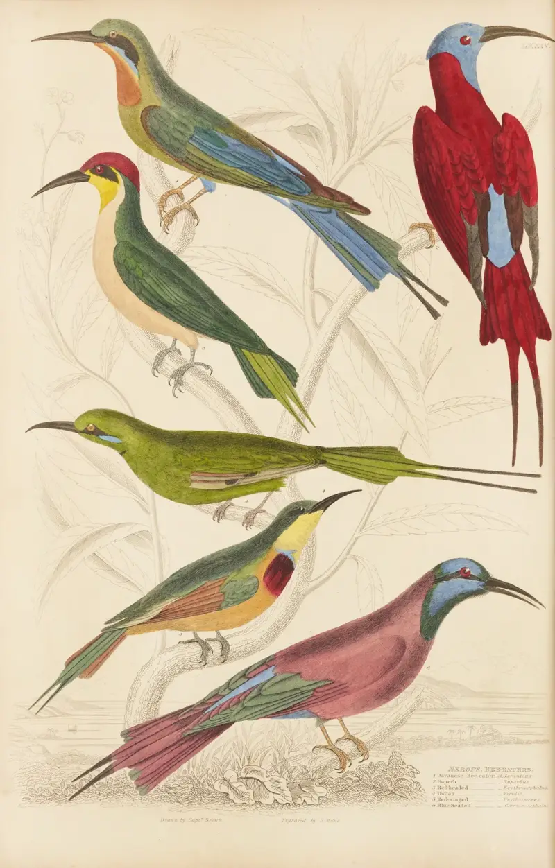 Bienenfresser von William MacGillivray