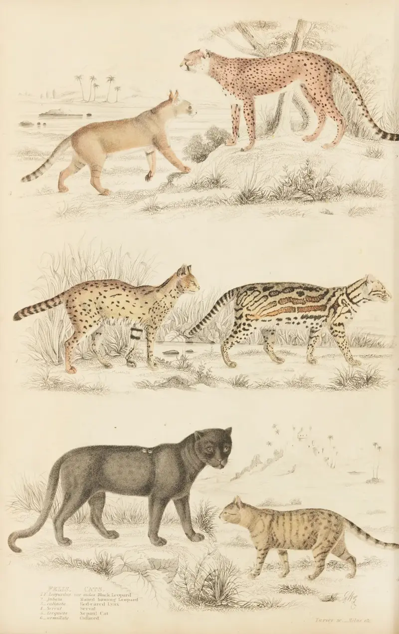 Katzen, 1835 – Nr. 2 von William MacGillivray