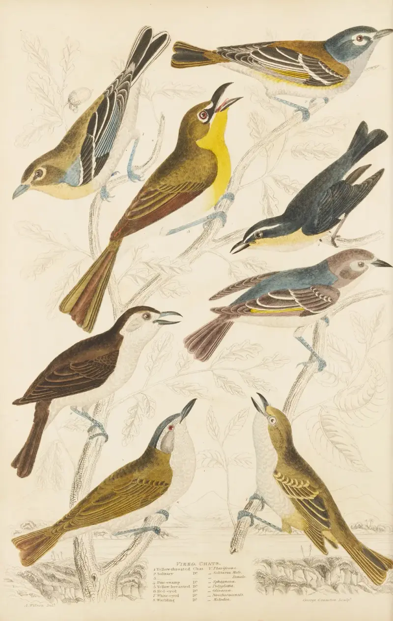 Chats, William MacGillivray