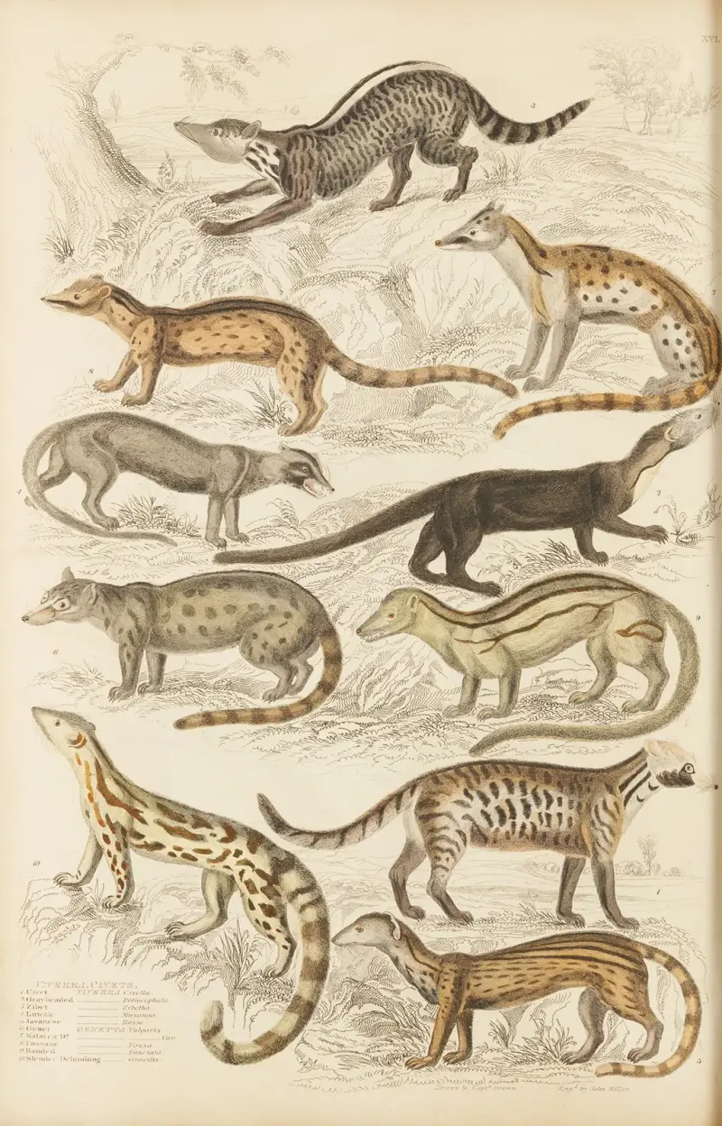 Schleichkatzen von William MacGillivray