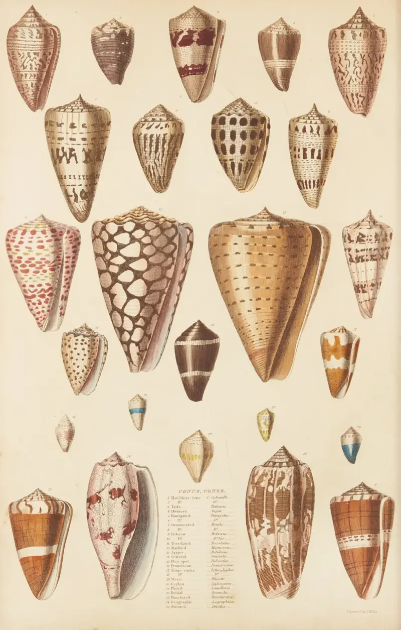 Zapfen von William MacGillivray