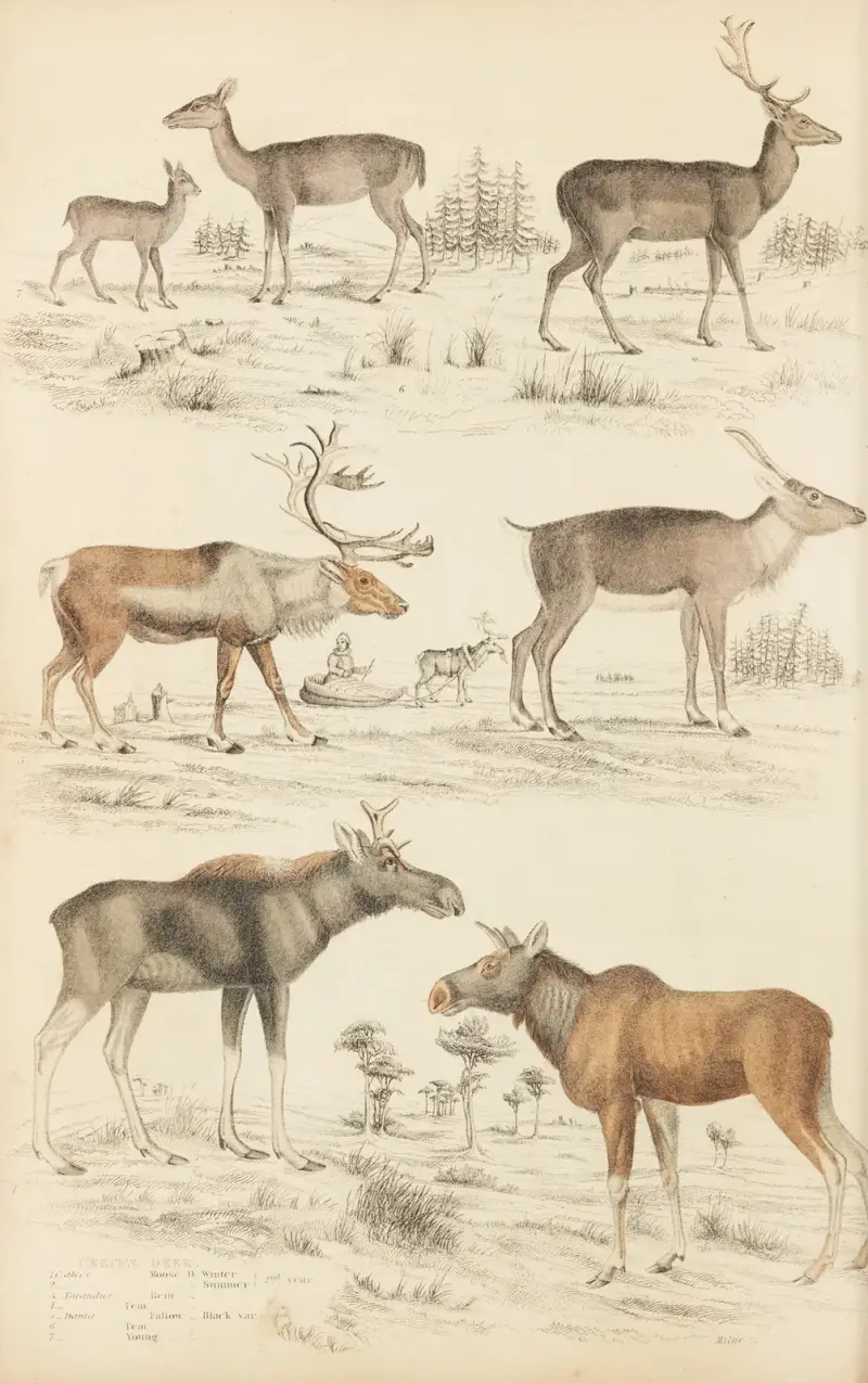 Srnec, 1835 – Nr. 1, William MacGillivray