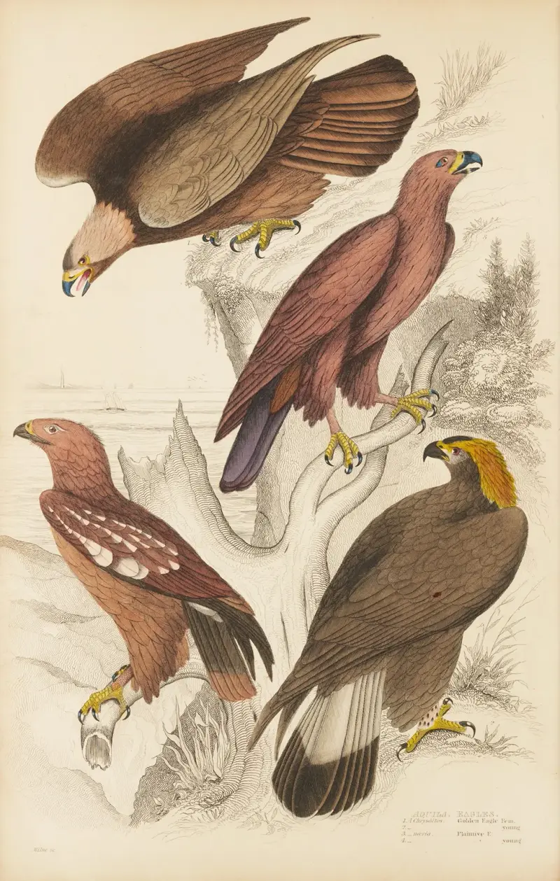 Orli, William MacGillivray