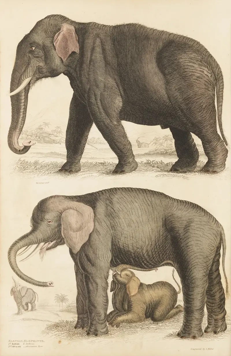 Sloni, William MacGillivray