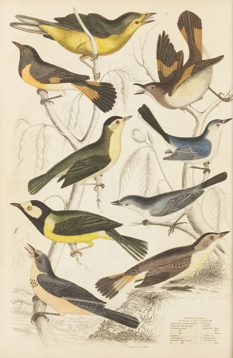 Fliegenschnäpper von William MacGillivray