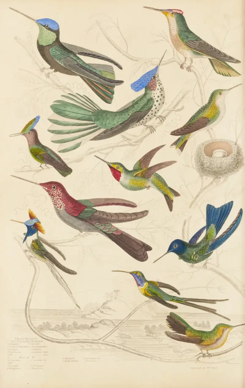 Kolibris, 1835 – Nr. 2 von William MacGillivray