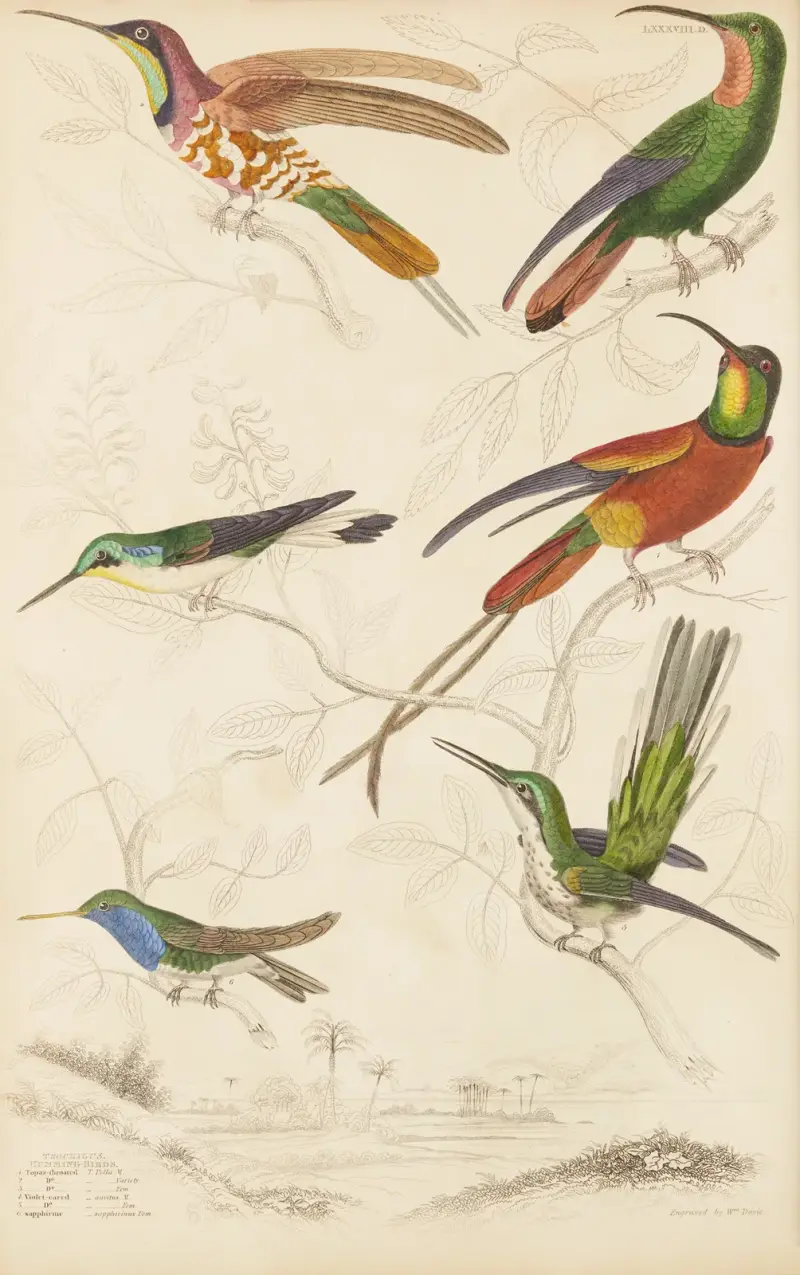 Kolibris, 1835 – Nr. 3 von William MacGillivray
