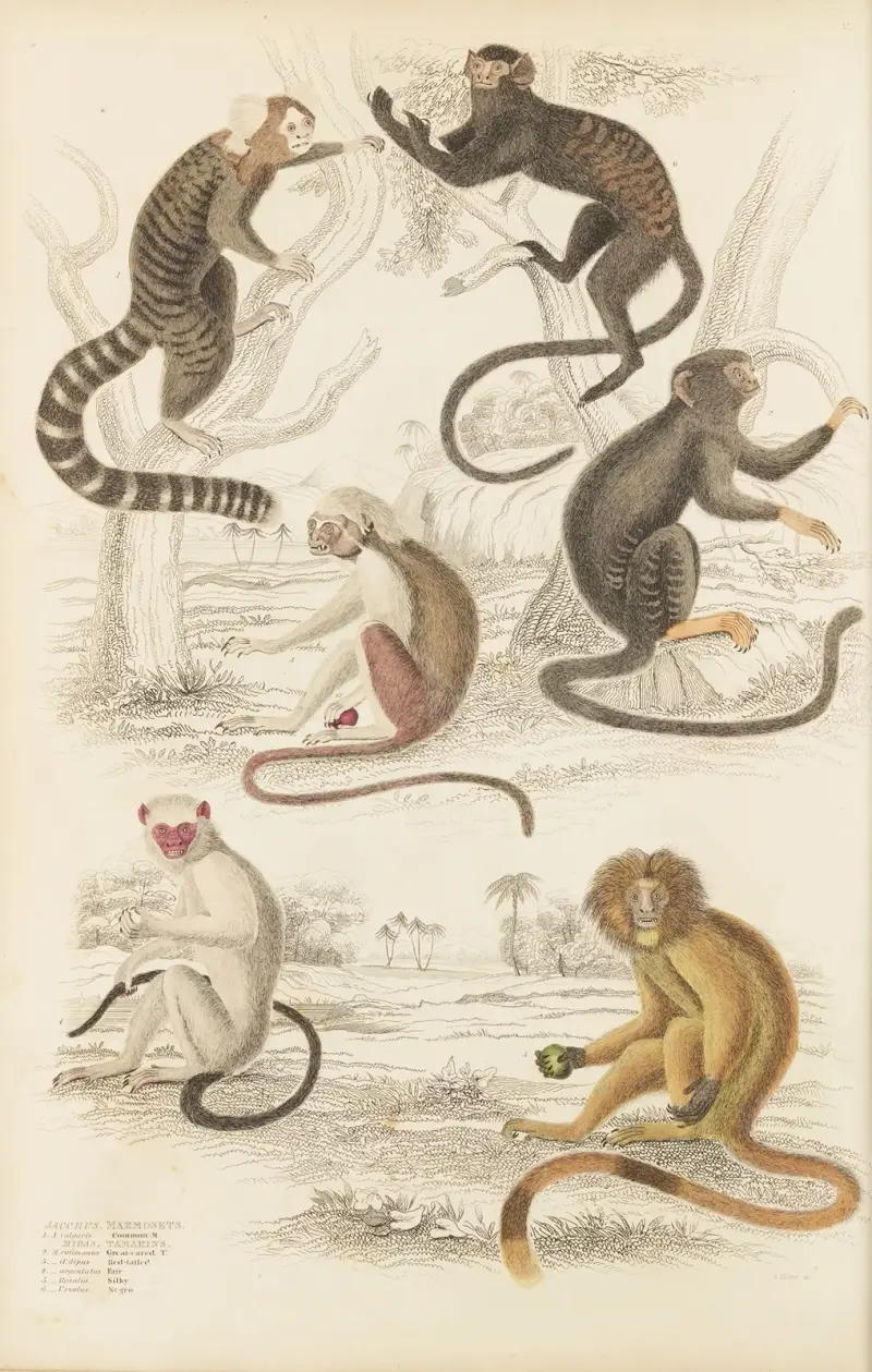 Marmozety, William MacGillivray