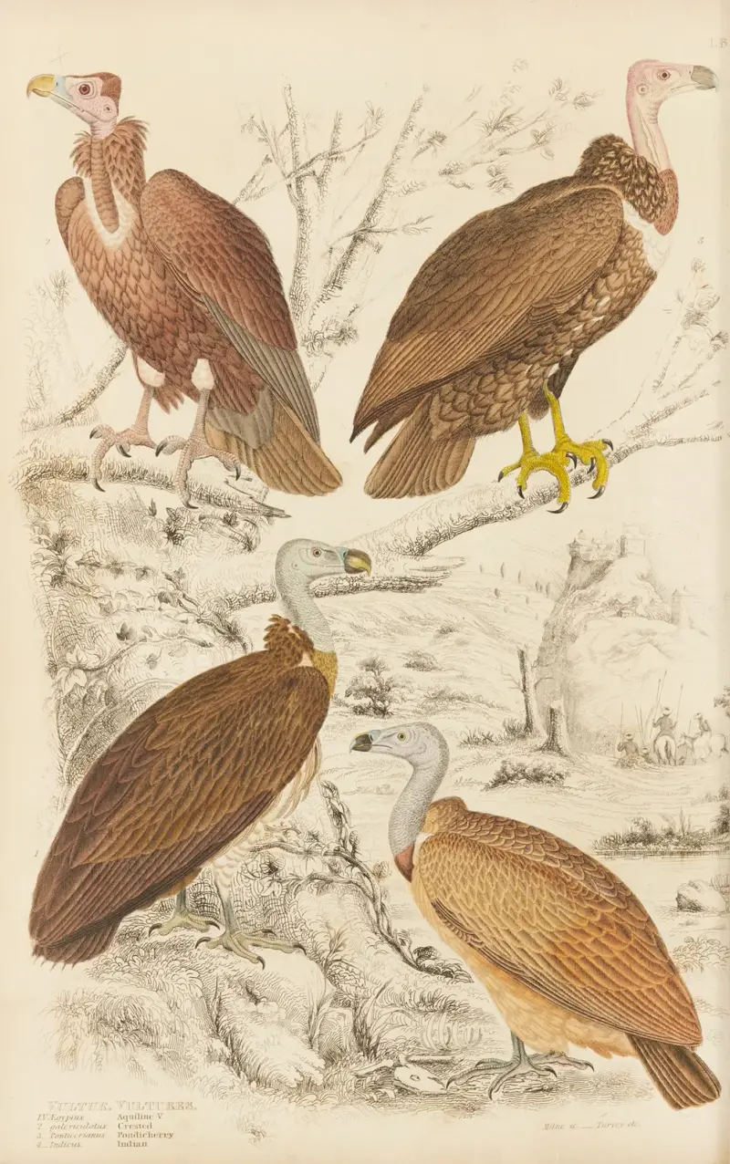 Geier von William MacGillivray
