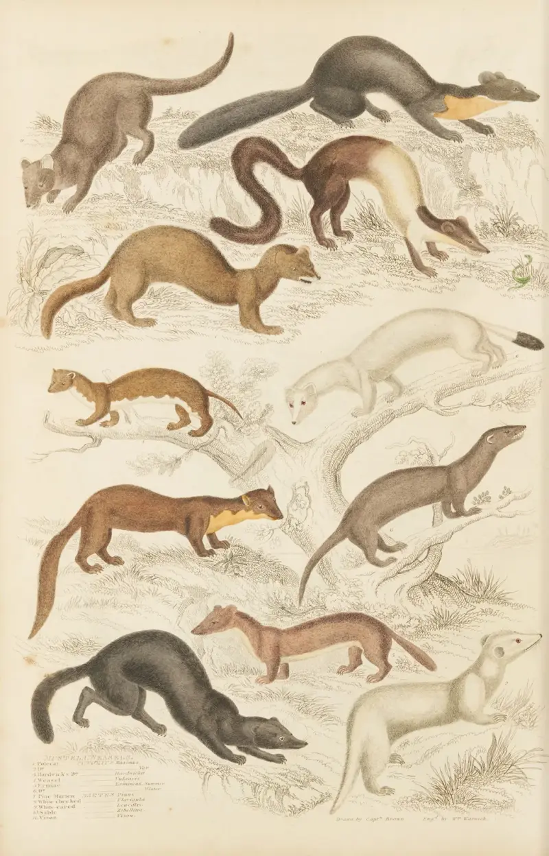 Lasice, William MacGillivray