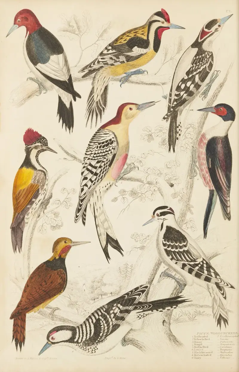 Datli, William MacGillivray