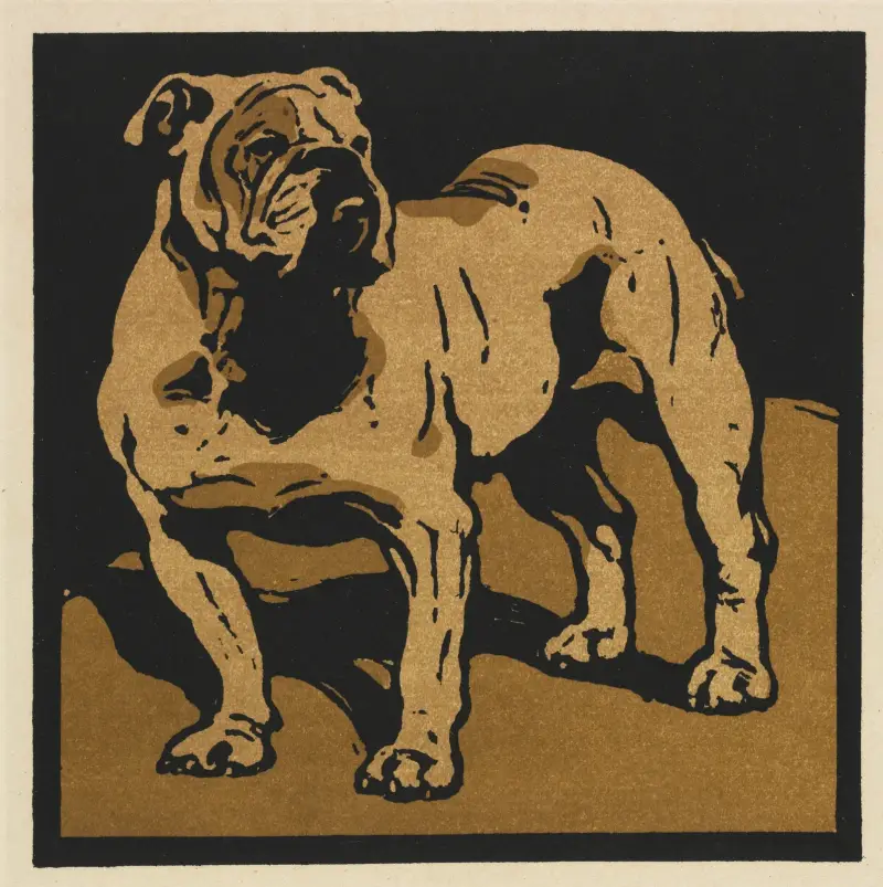 Das quadratische Buch der Tiere; Der britische Bulldogge von William Nicholson