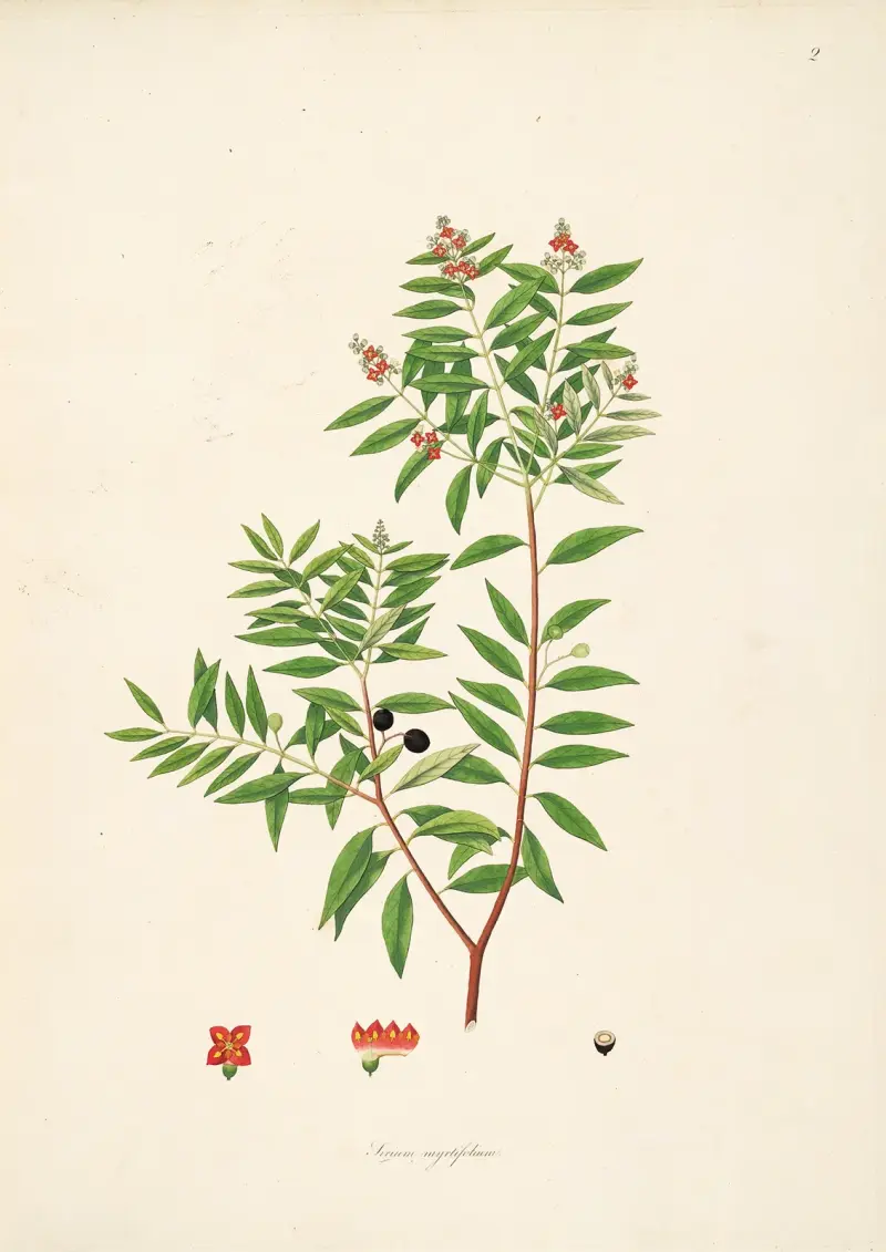 Plants of the coast of Coromandel Pl.002 av William Roxburgh