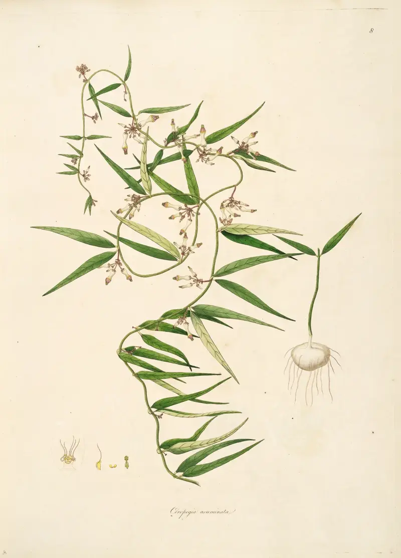 Plants of the coast of Coromandel Pl.008 av William Roxburgh