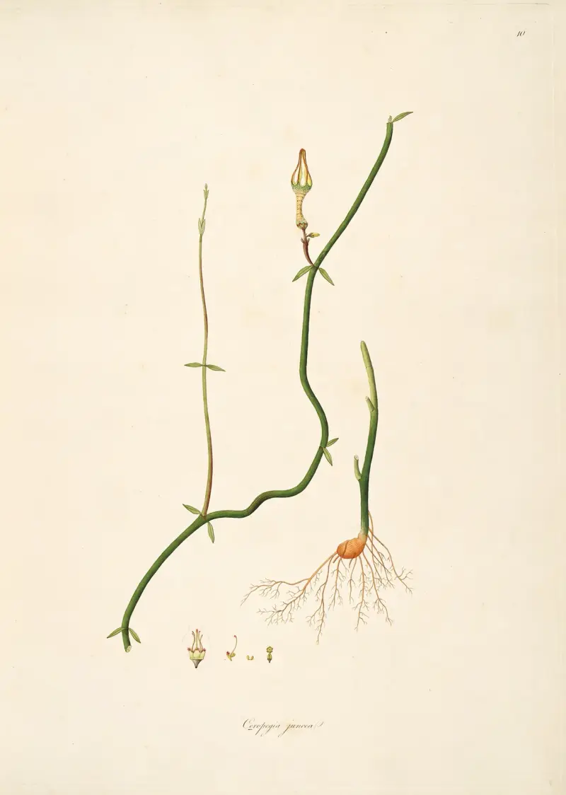 Plants of the coast of Coromandel Pl.010 av William Roxburgh