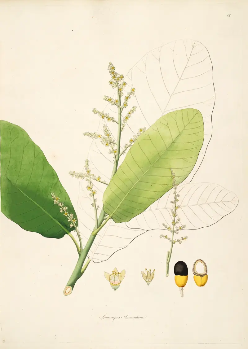 Plants of the coast of Coromandel Pl.012 av William Roxburgh