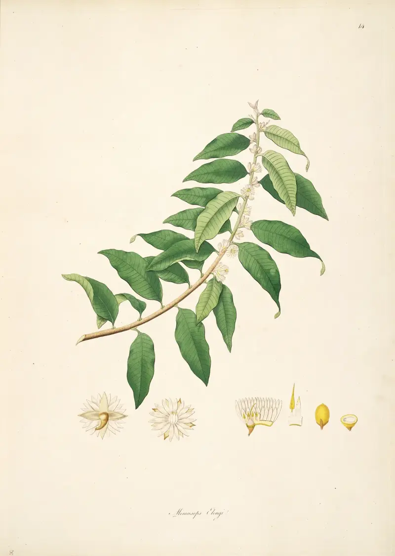 Plants of the coast of Coromandel Pl.014 av William Roxburgh