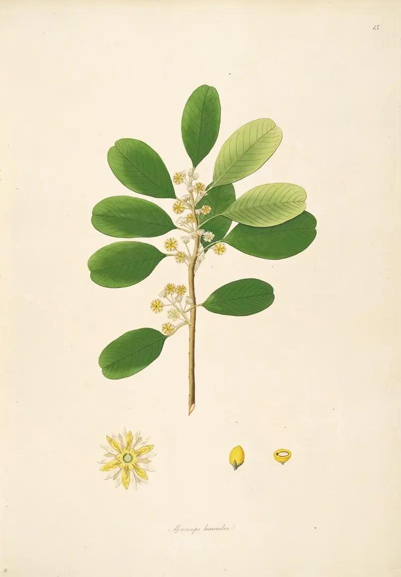 Plants of the coast of Coromandel Pl.015 av William Roxburgh