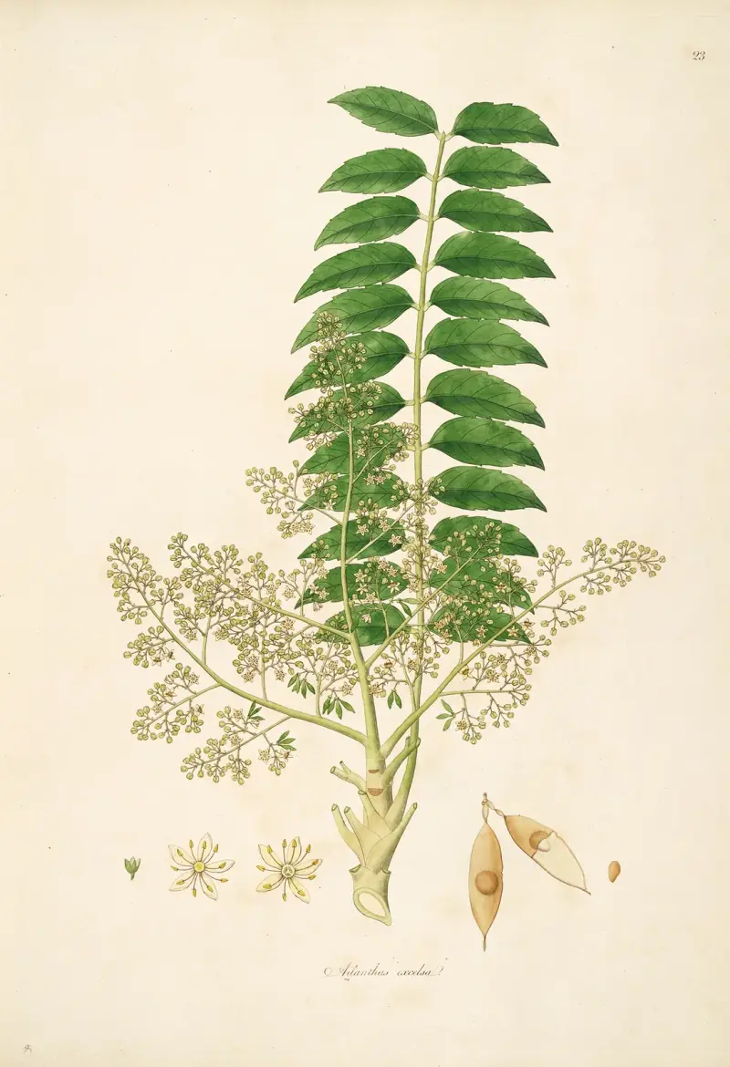 Plants of the coast of Coromandel Pl.023 av William Roxburgh