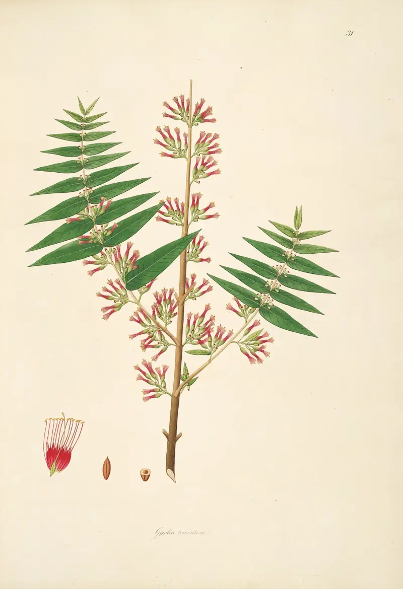 Plants of the coast of Coromandel Pl.031 av William Roxburgh
