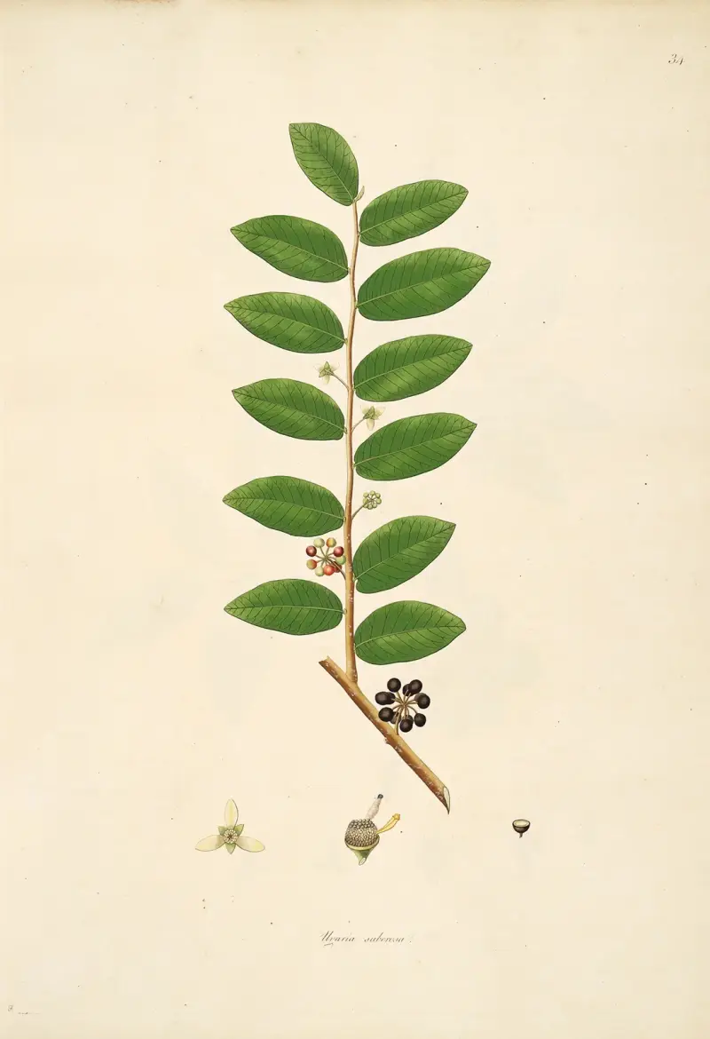 Plants of the coast of Coromandel Pl.034 av William Roxburgh