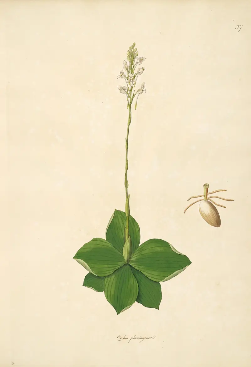 Plants of the coast of Coromandel Pl.037 av William Roxburgh