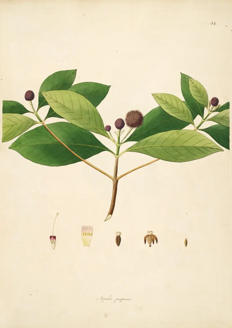 Plants of the coast of Coromandel Pl.054 av William Roxburgh