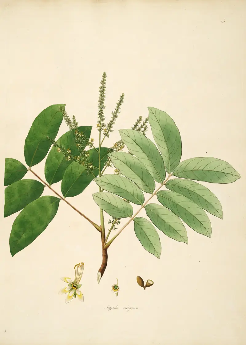 Plants of the coast of Coromandel Pl.062 av William Roxburgh