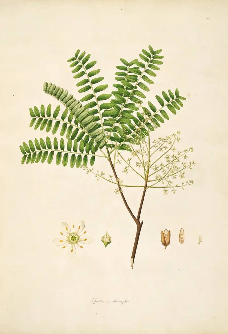 Plants of the coast of Coromandel Pl.064 av William Roxburgh