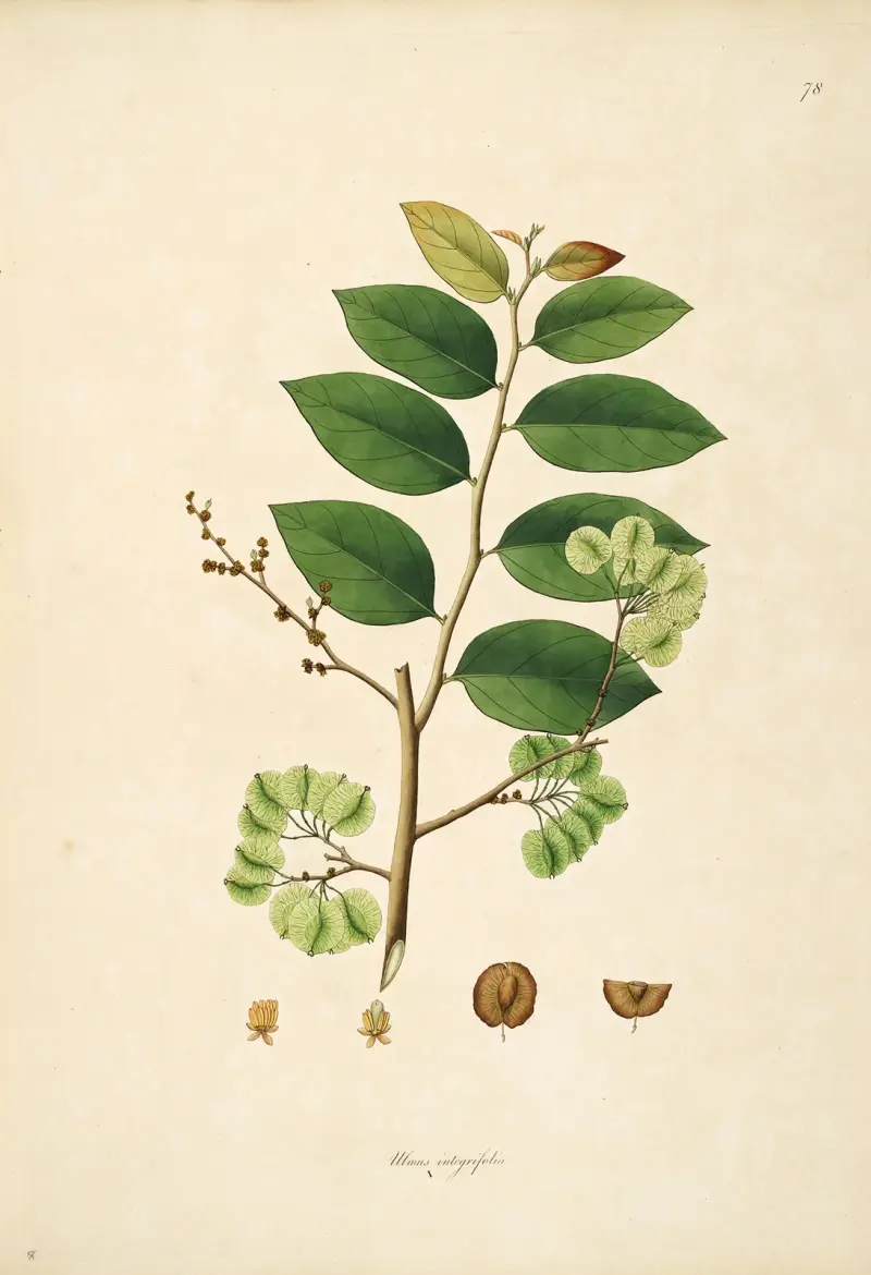 Plants of the coast of Coromandel Pl.078 av William Roxburgh