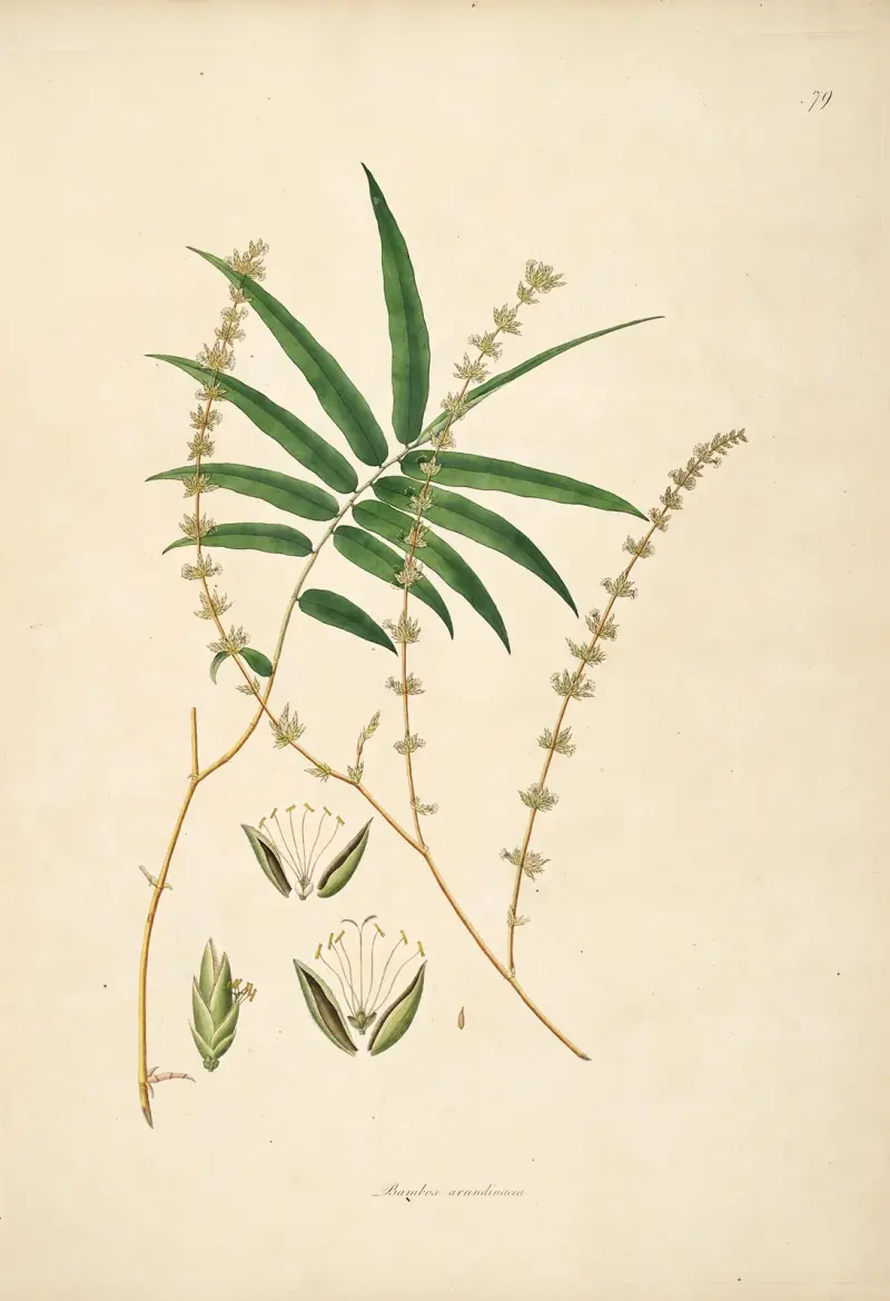 Plants of the coast of Coromandel Pl.079 av William Roxburgh