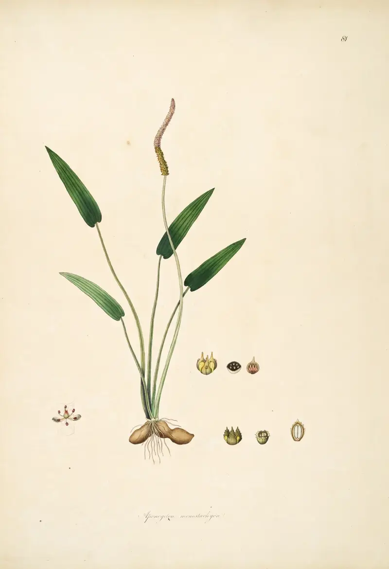 Plants of the coast of Coromandel Pl.081 av William Roxburgh
