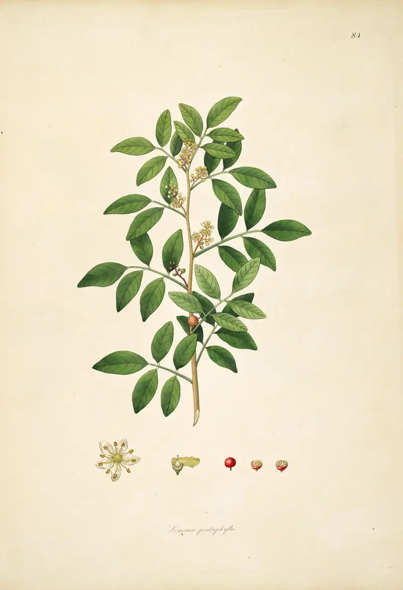 Plants of the coast of Coromandel Pl.084 av William Roxburgh