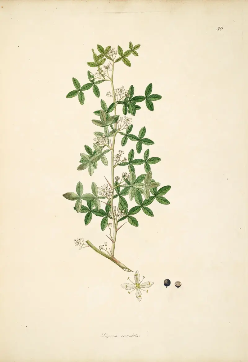 Plants of the coast of Coromandel Pl.086 av William Roxburgh
