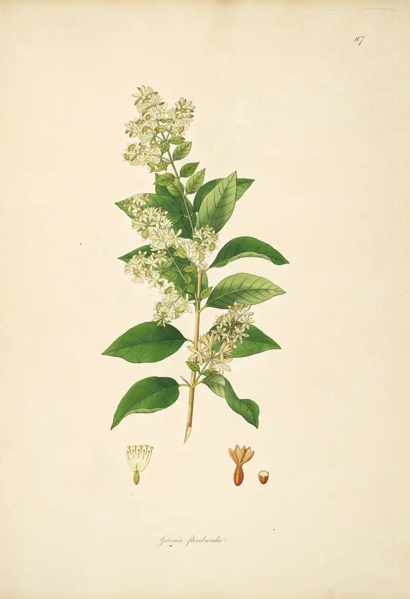 Plants of the coast of Coromandel Pl.087 av William Roxburgh