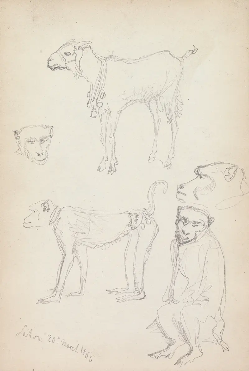 Apor och en get, Lahore av William Simpson